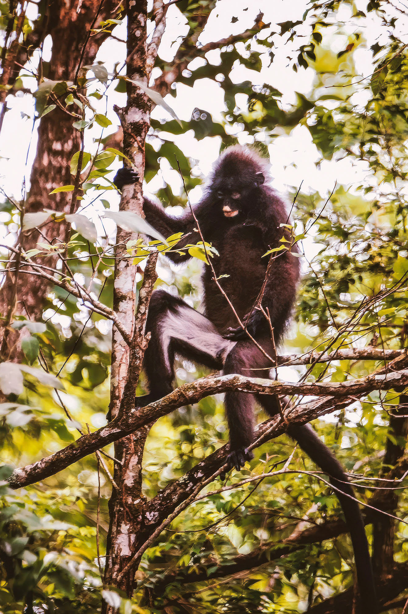 Robinsons Bindenlangur