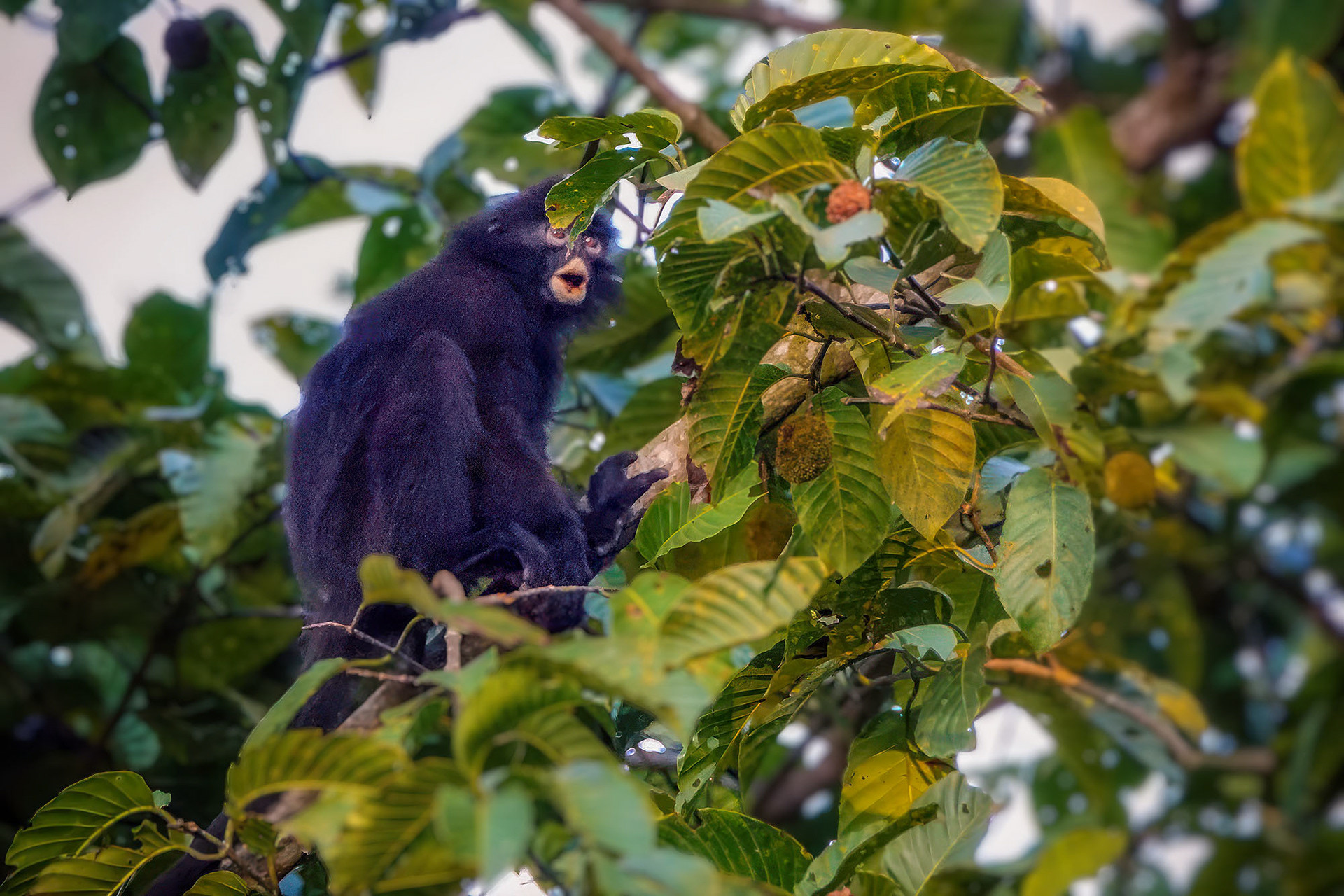 Robinsons Bindenlangur