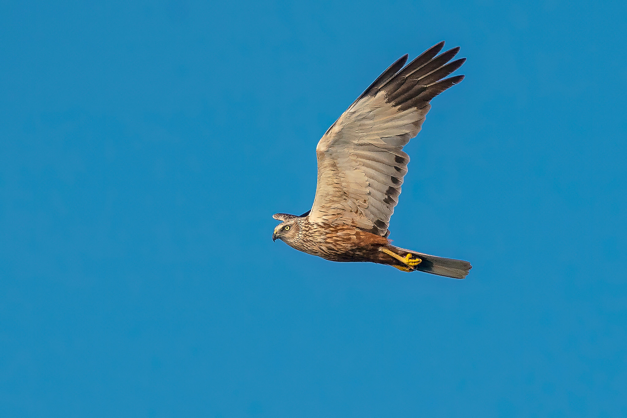 Rohrweihe, male