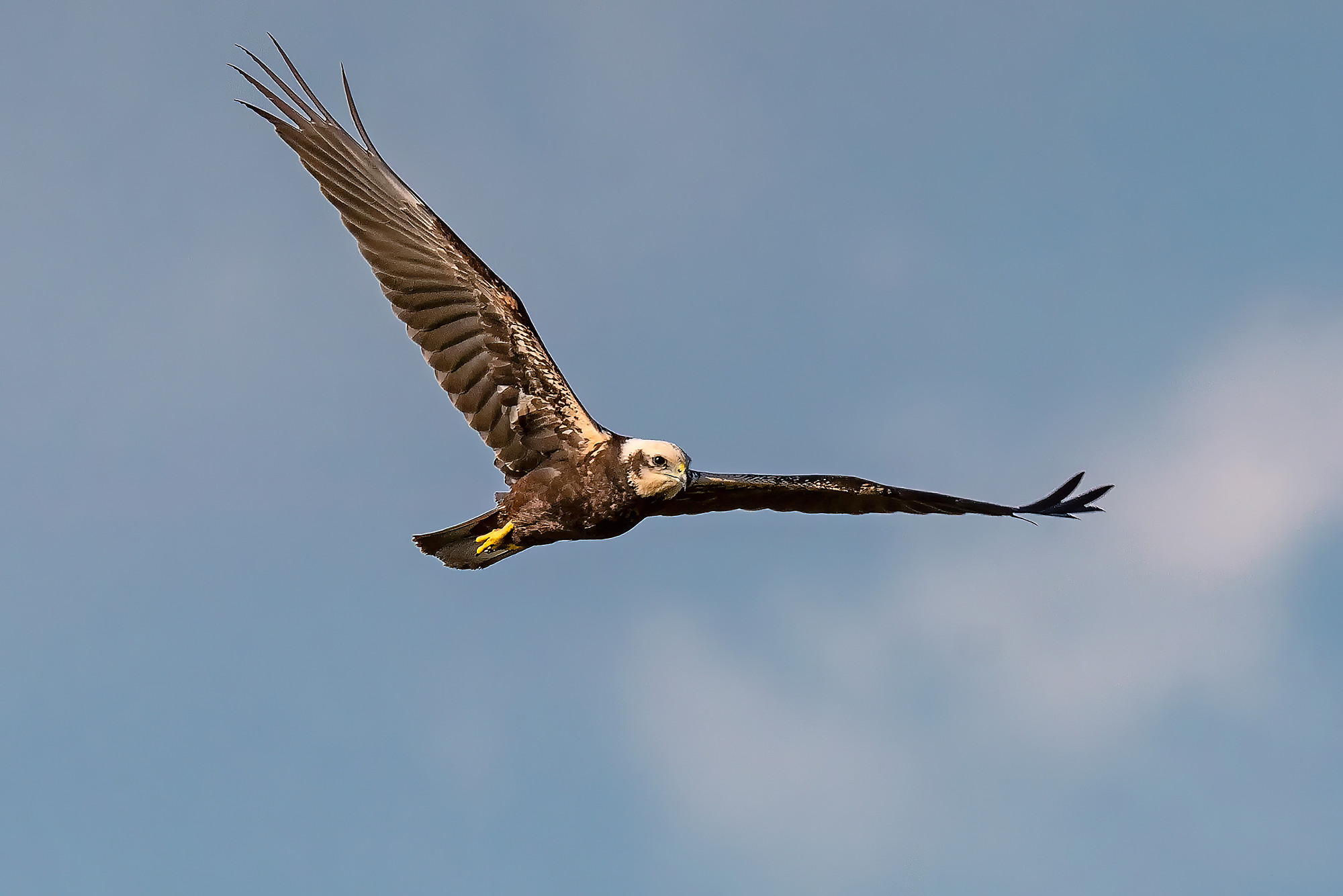 Rohrweihe, female