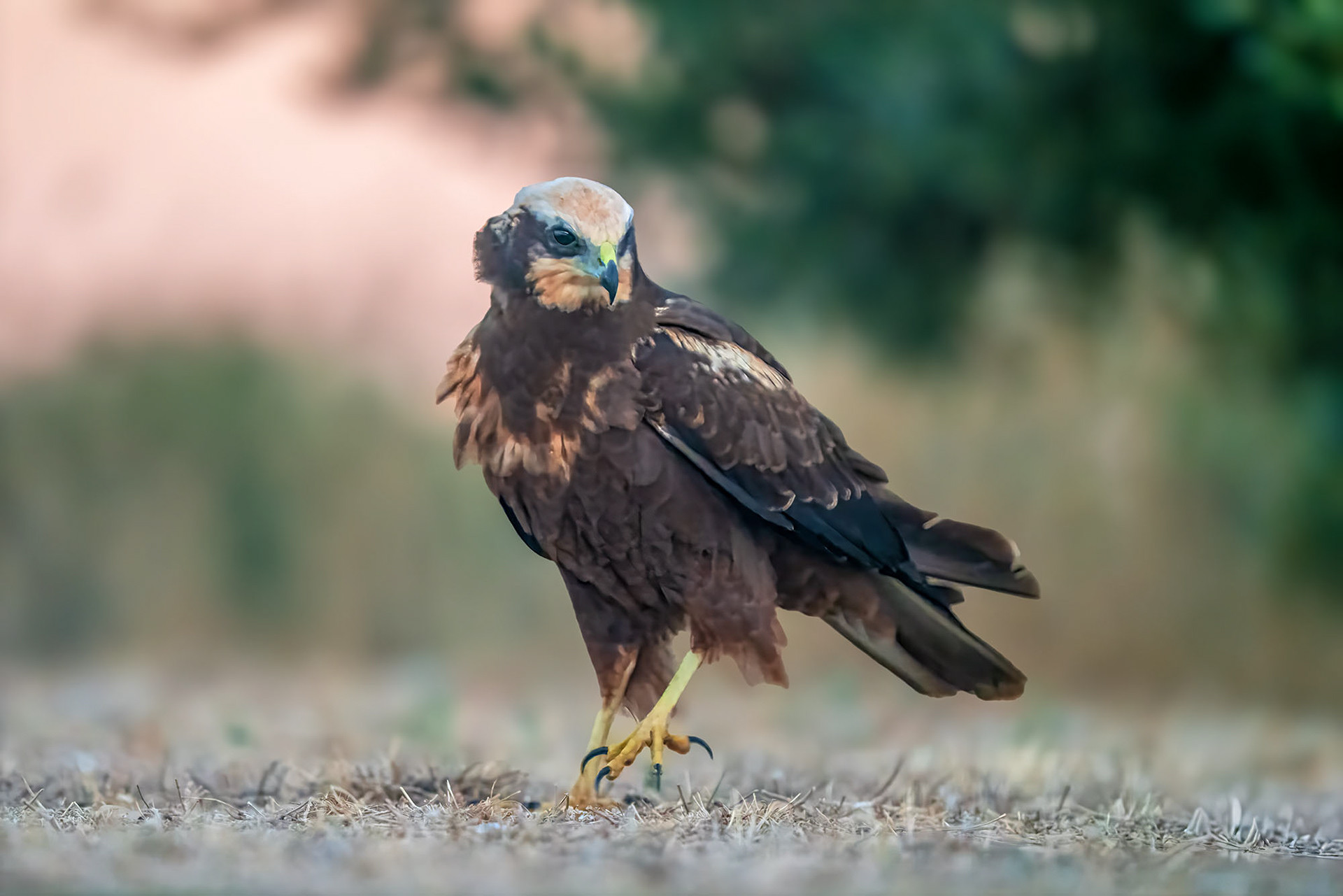 Rohrweihe, female