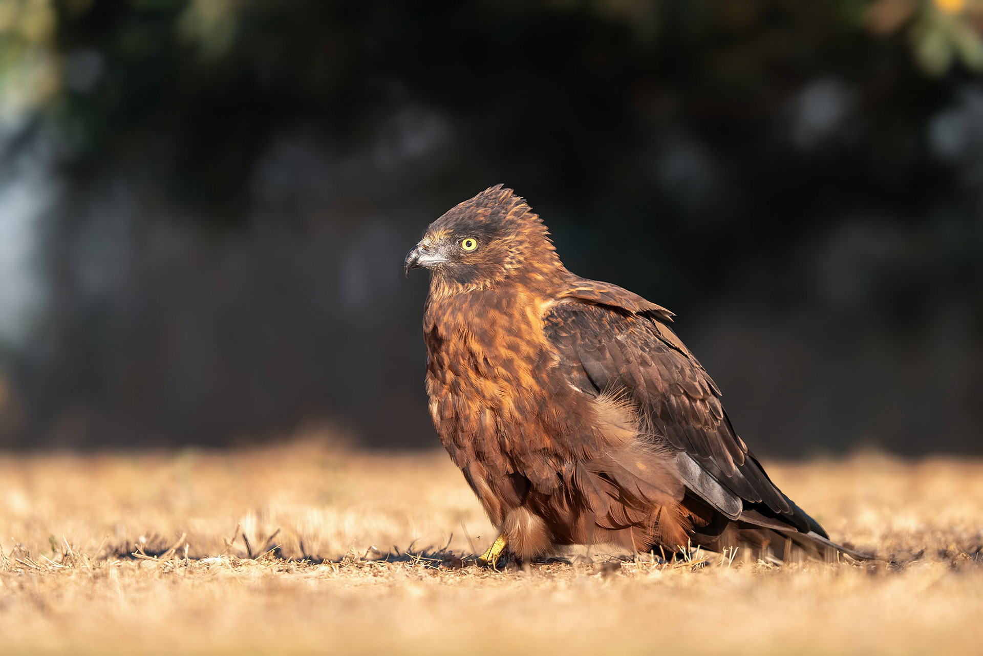 Rohrweihe, male