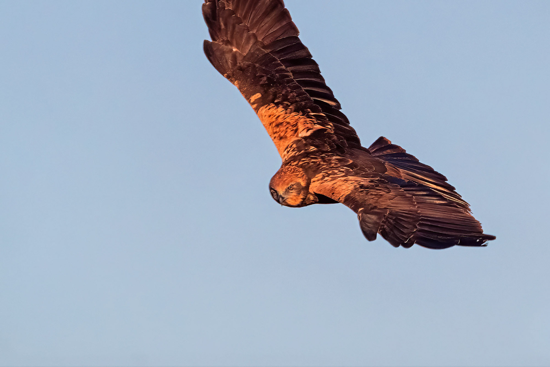 Rohrweihe, female