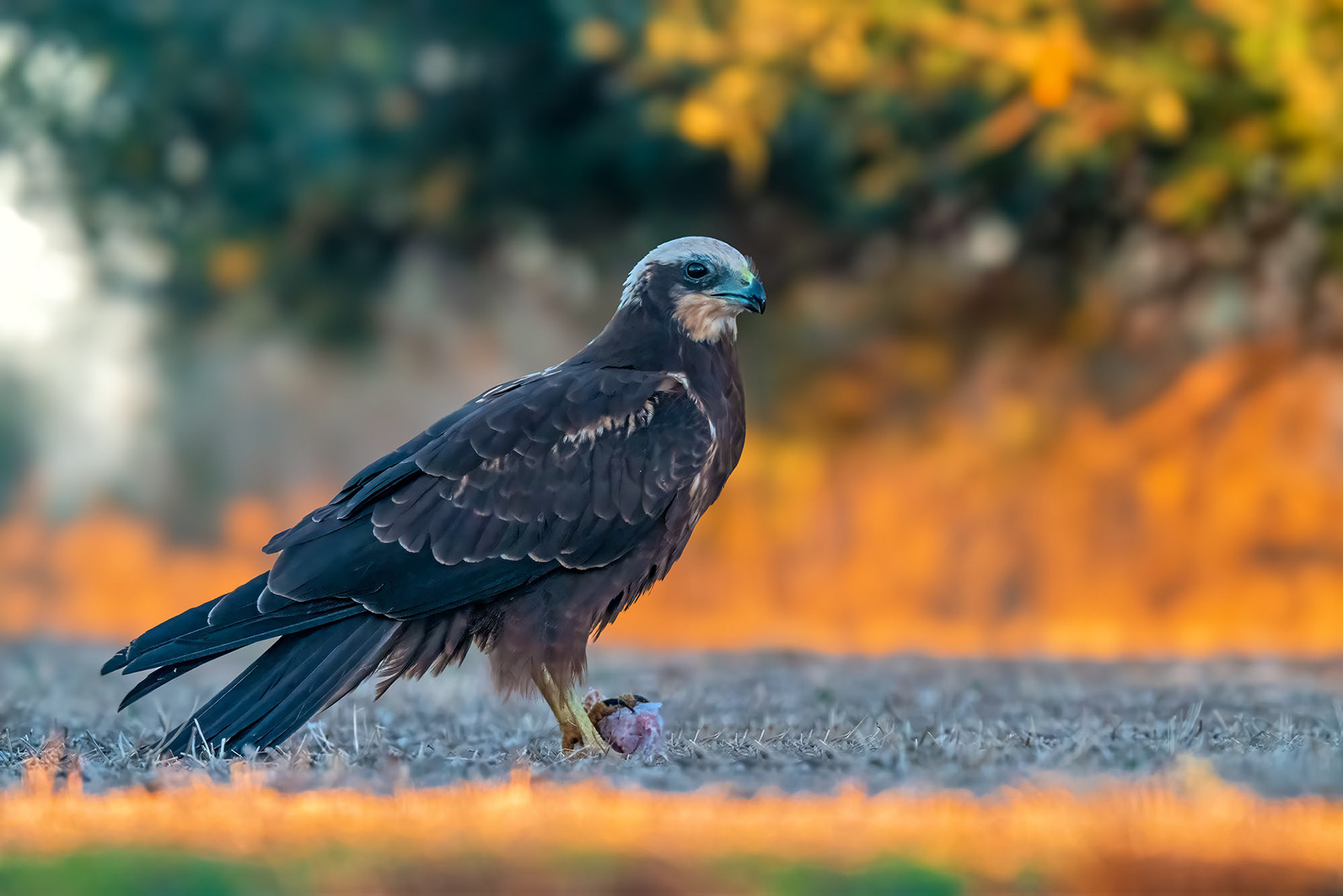 Rohrweihe, female