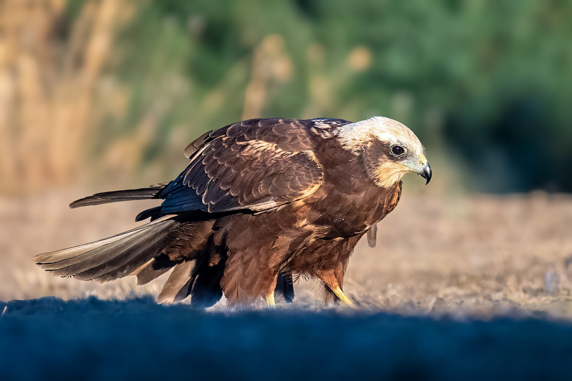 Rohrweihe, female