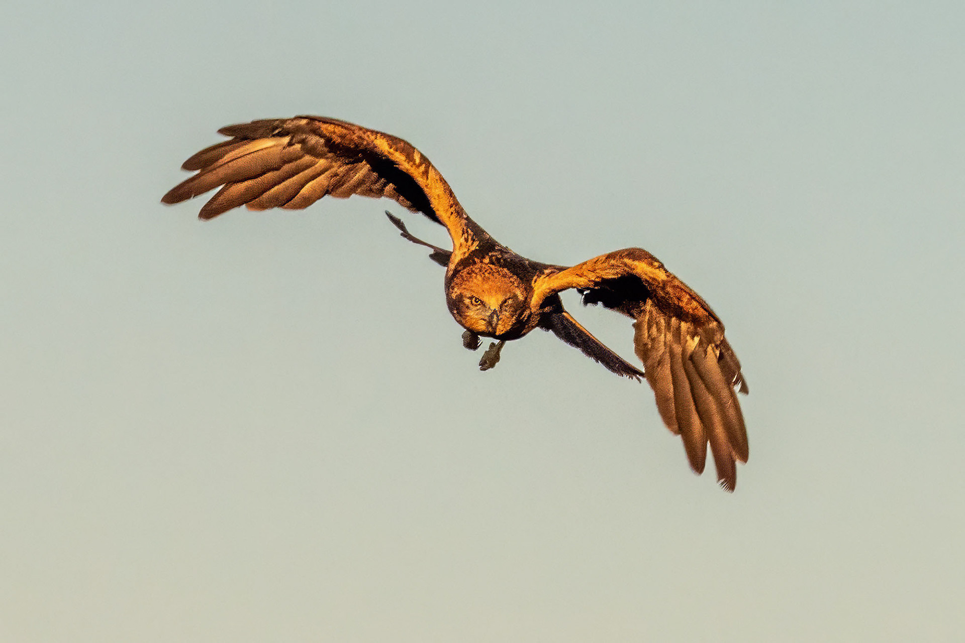 Rohrweihe, female