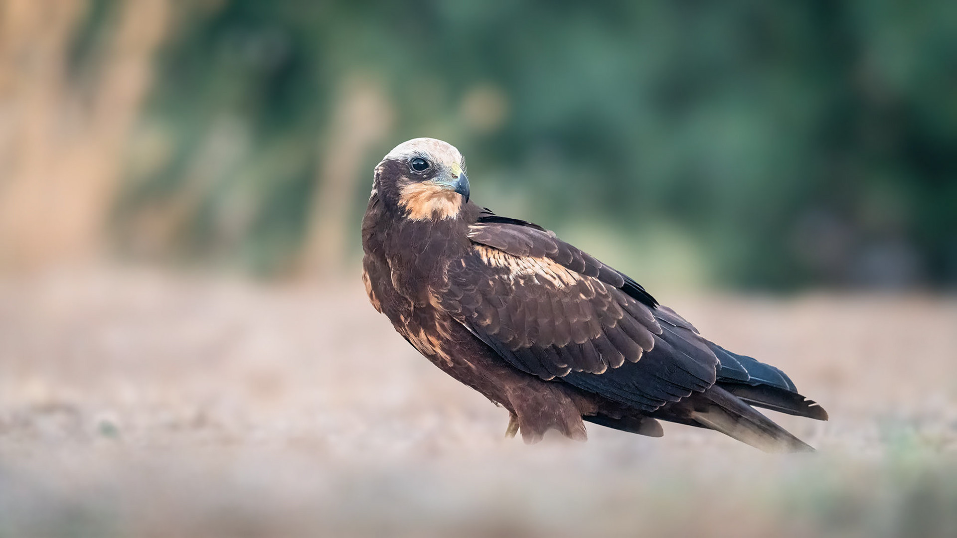 Rohrweihe, female