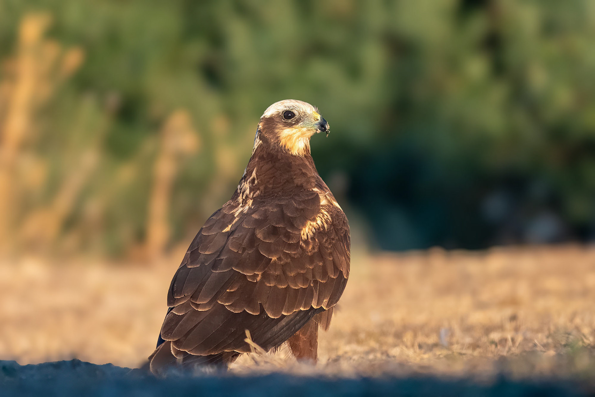 Rohrweihe, female
