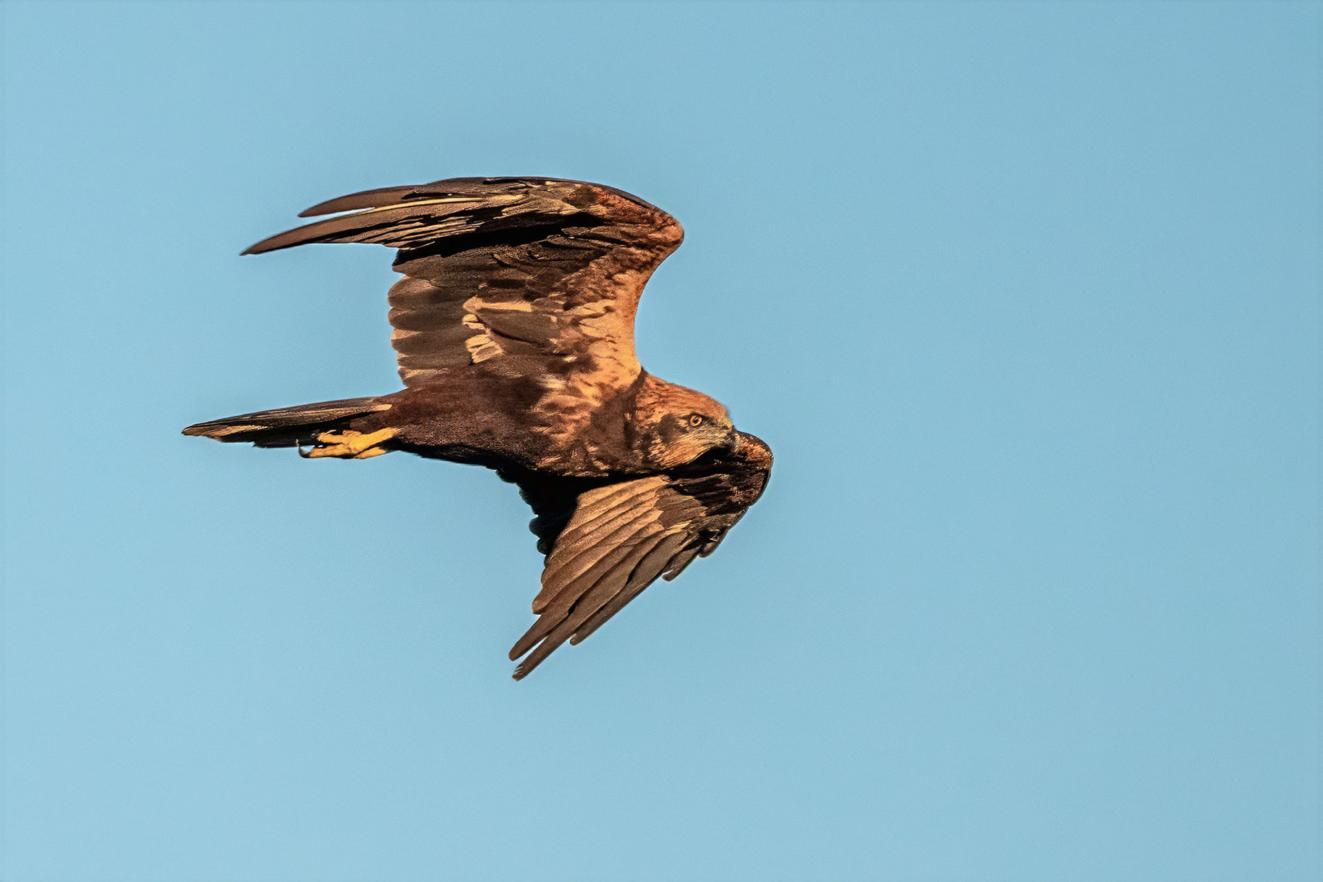 Rohrweihe, female