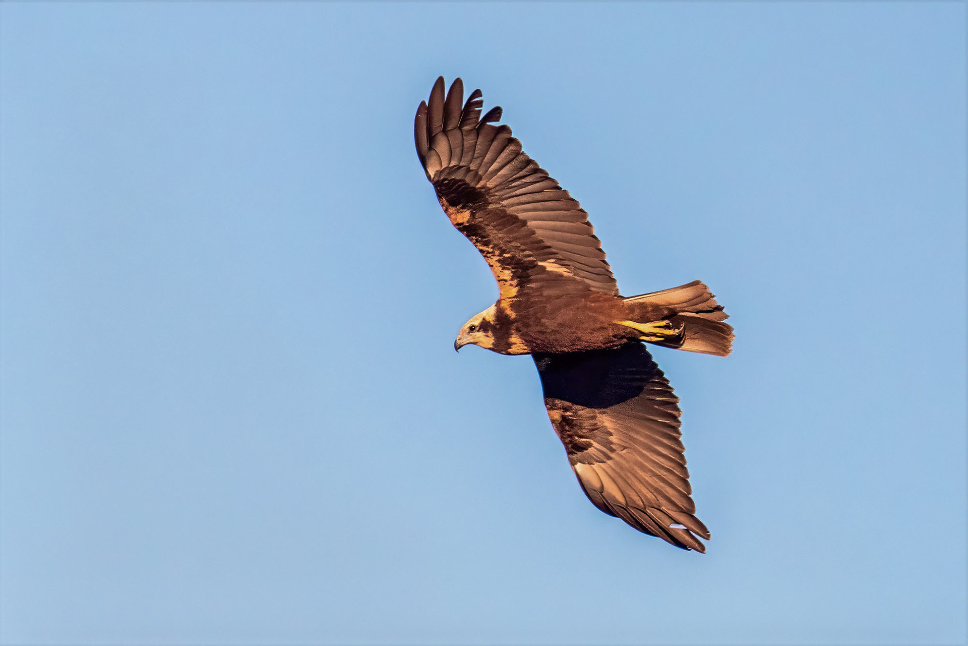 Rohrweihe, female