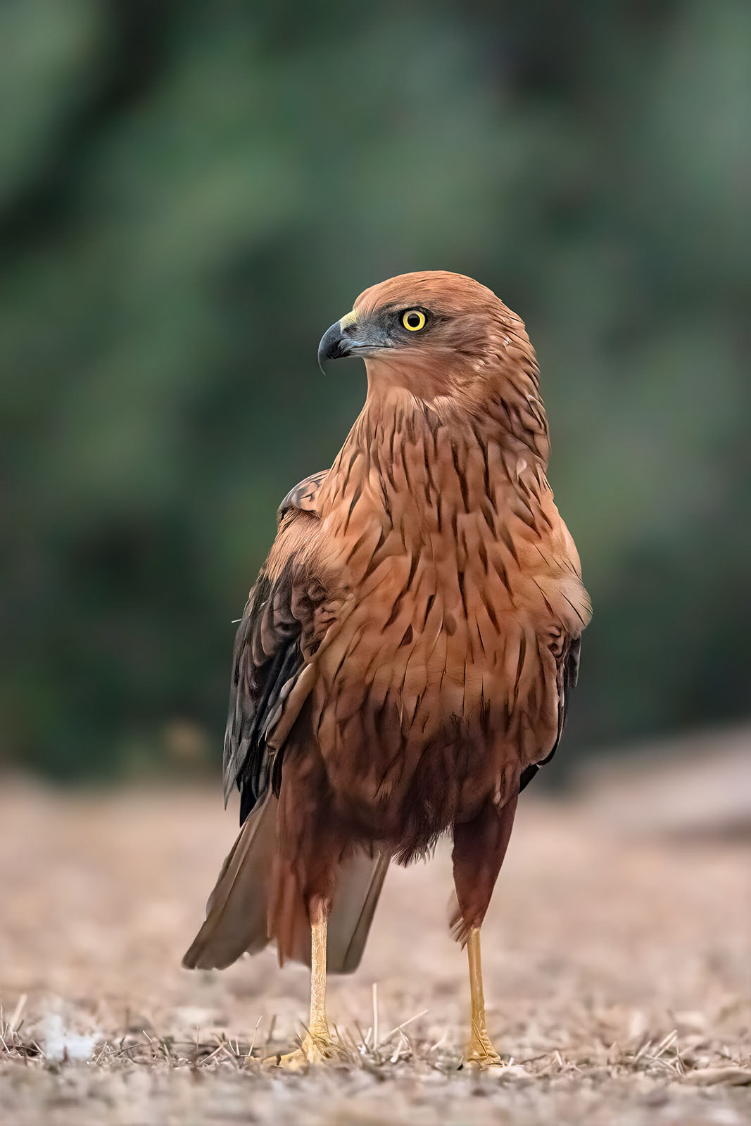 Rohrweihe, male