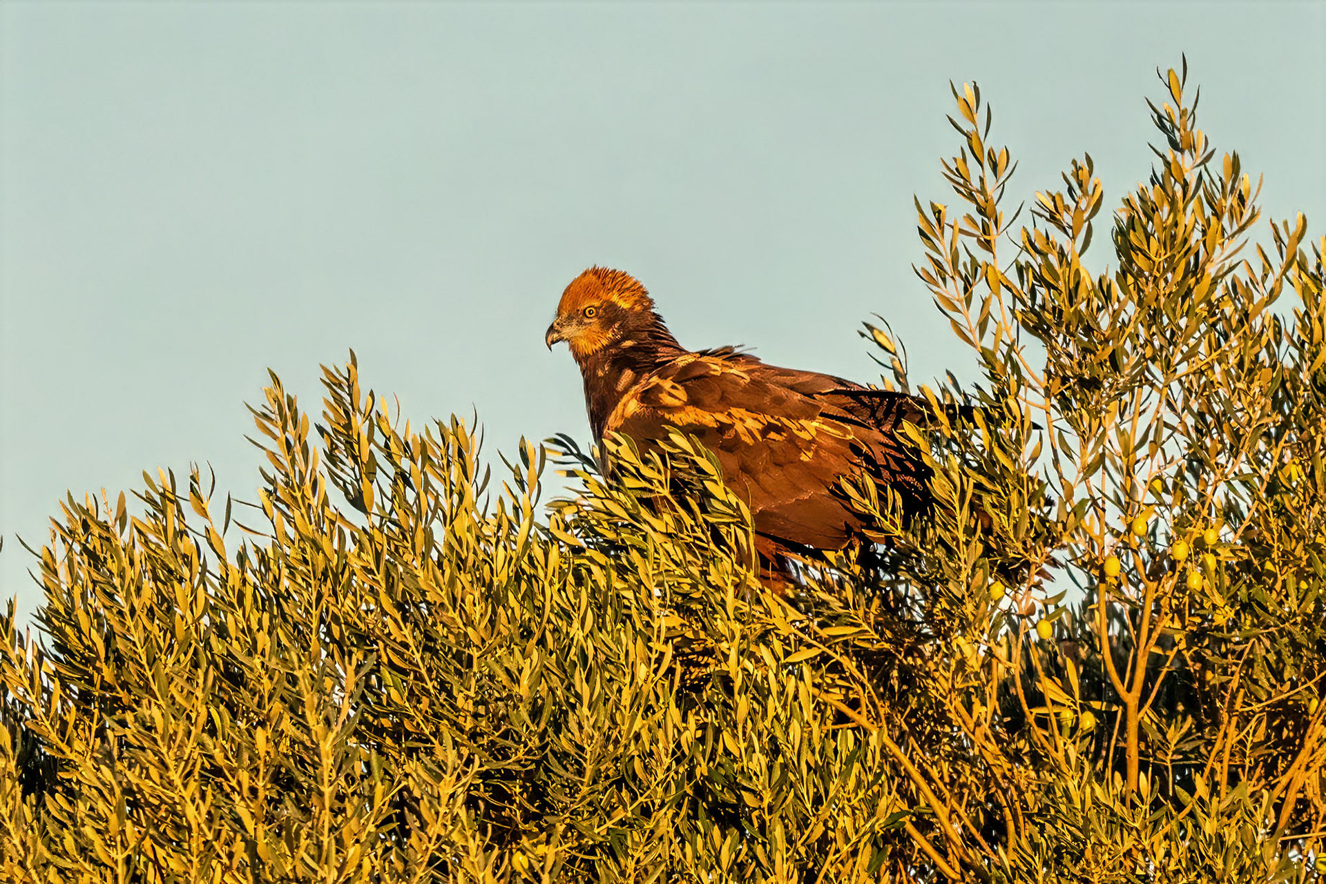 Rohrweihe, female