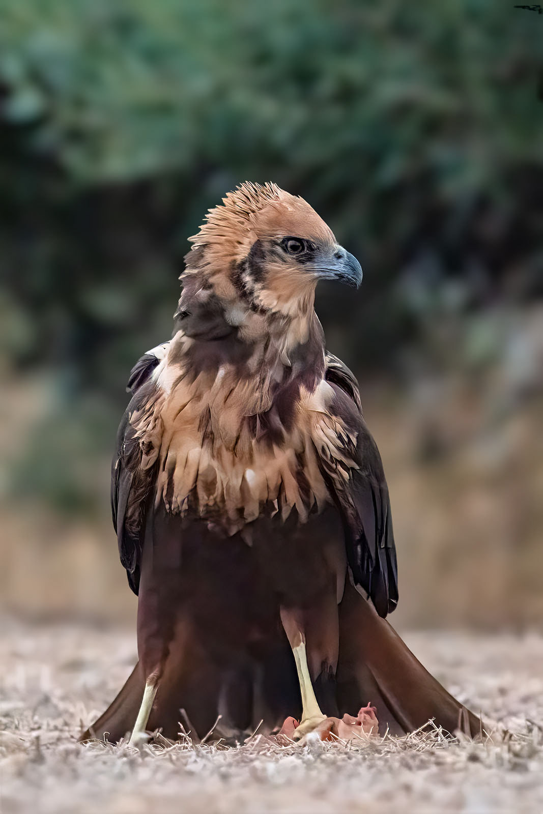 Rohrweihe, female