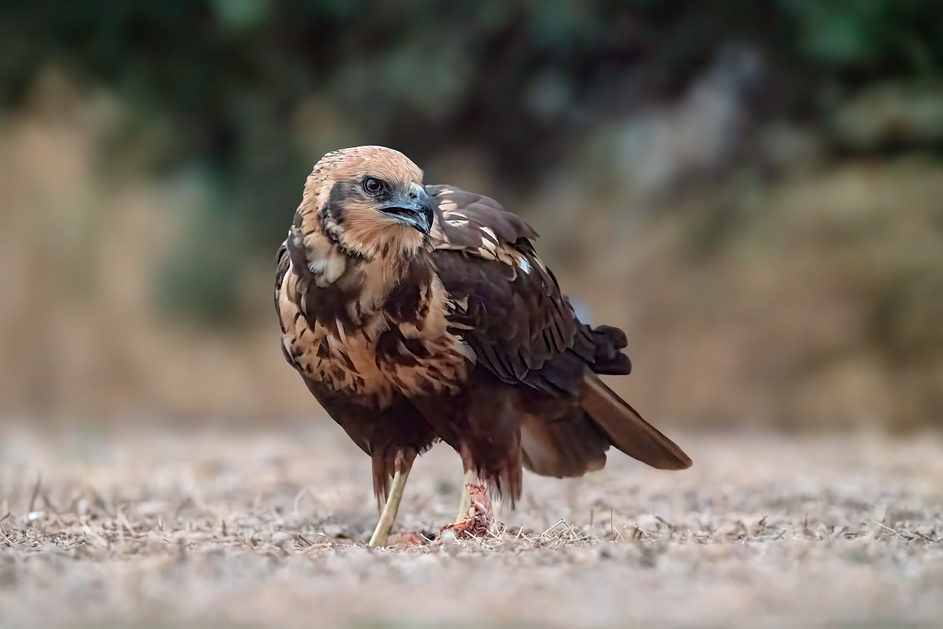 Rohrweihe, female