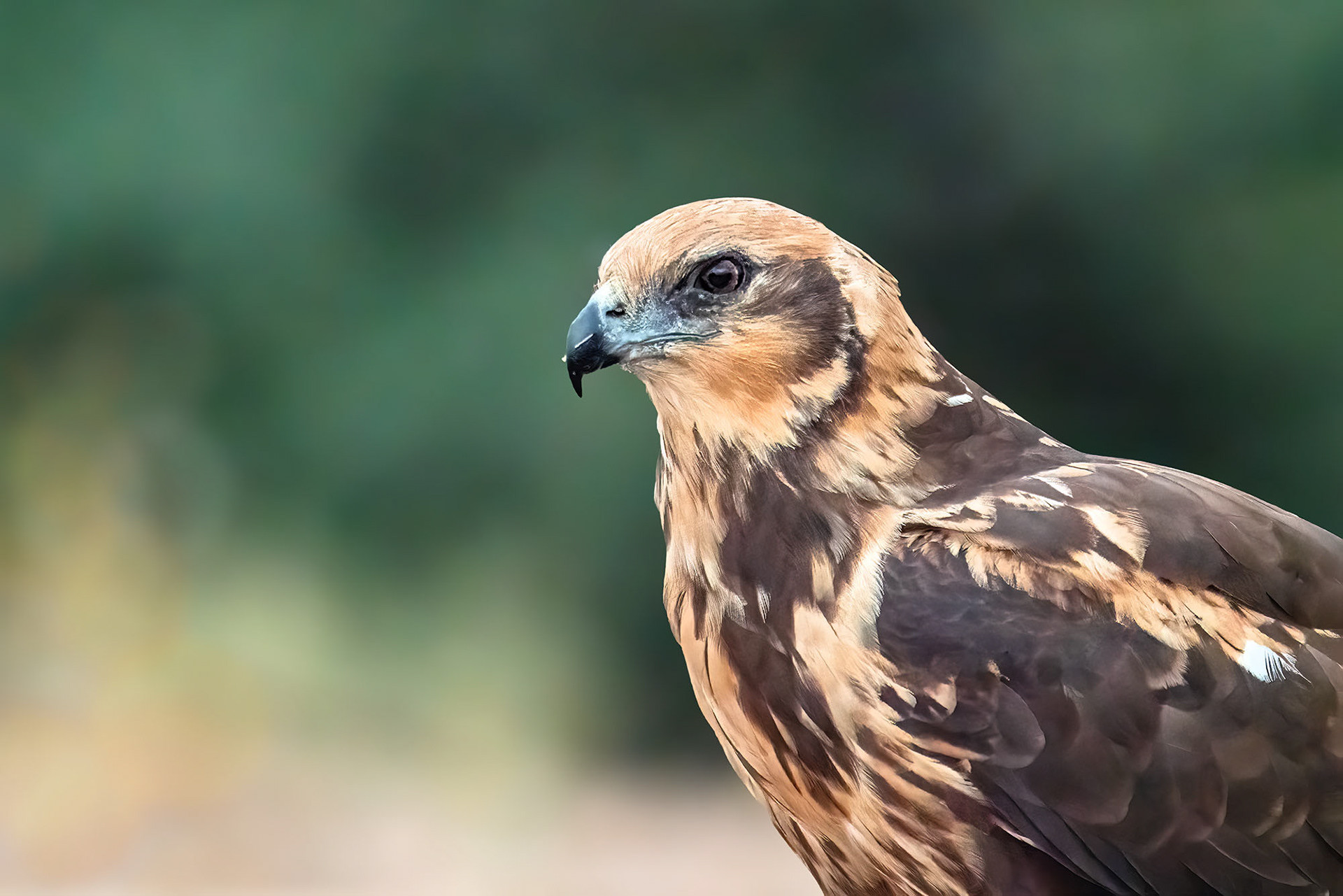 Rohrweihe, female