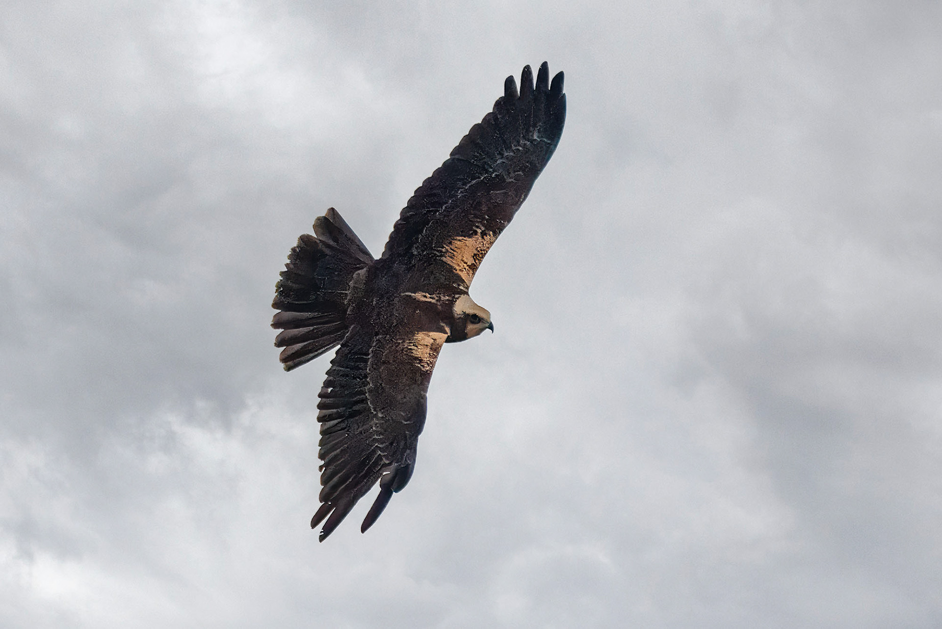 Rohrweihe, female