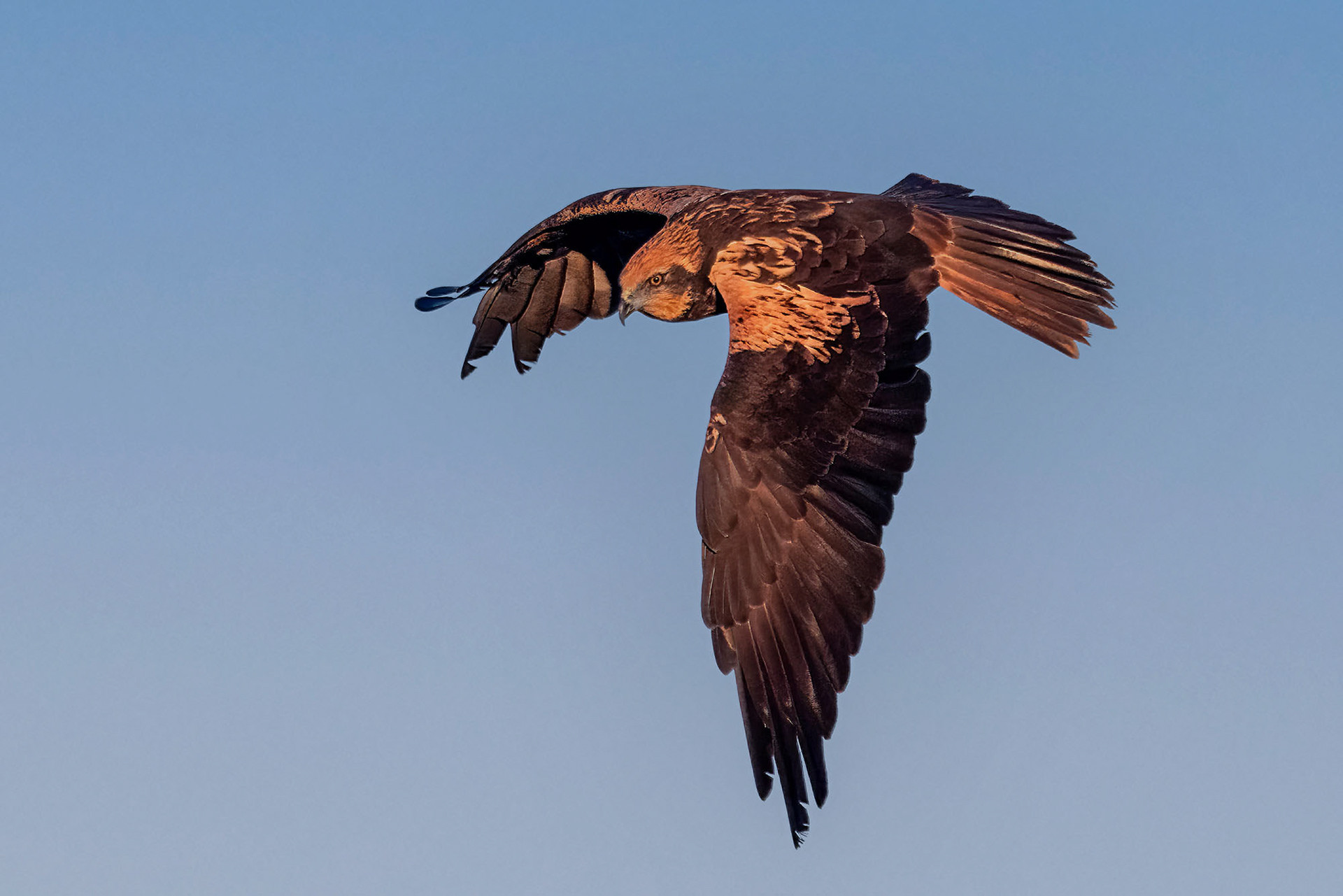Rohrweihe, female