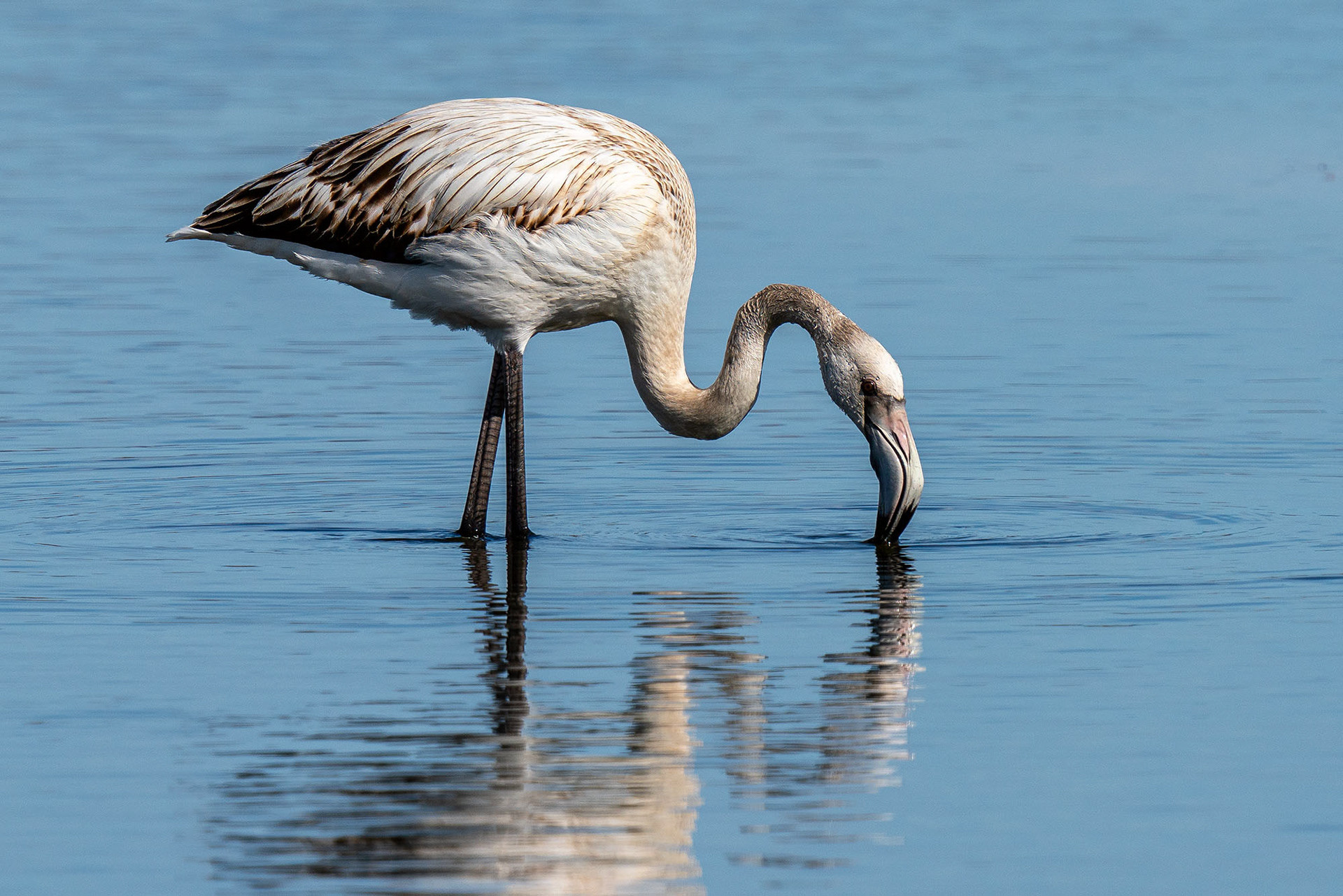 Juvenile