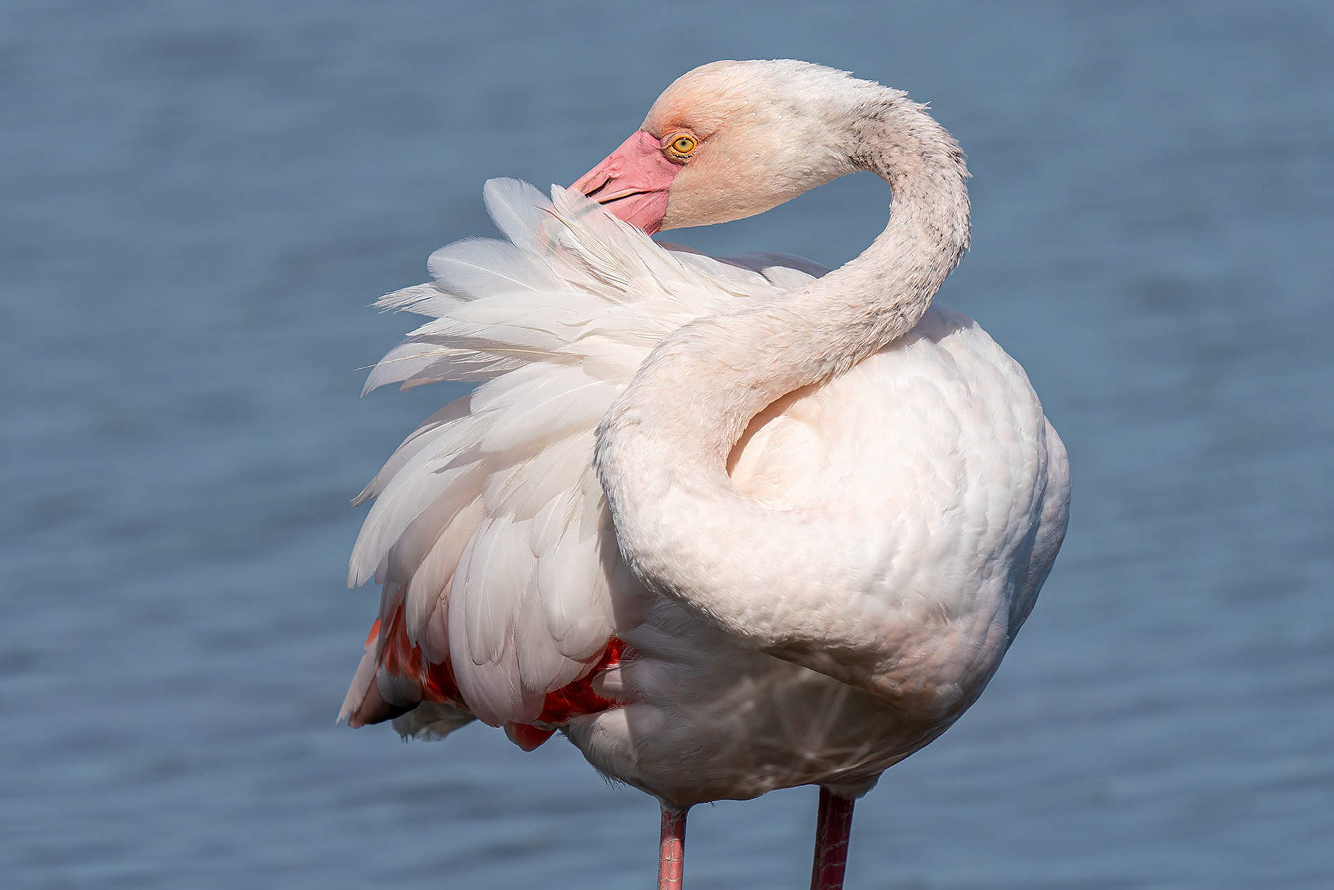 Rosaflamingo
