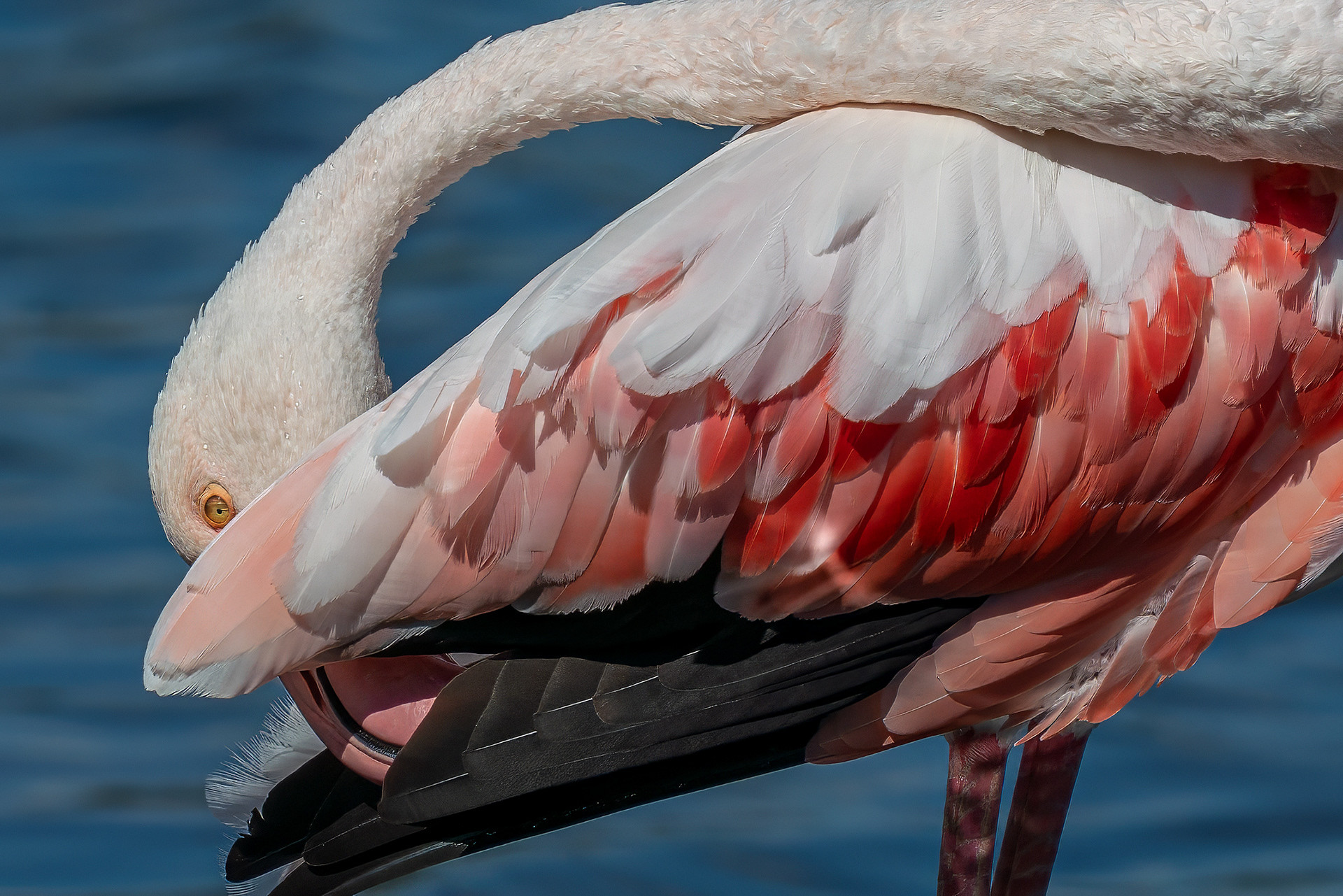 Flamingos & Kraniche
