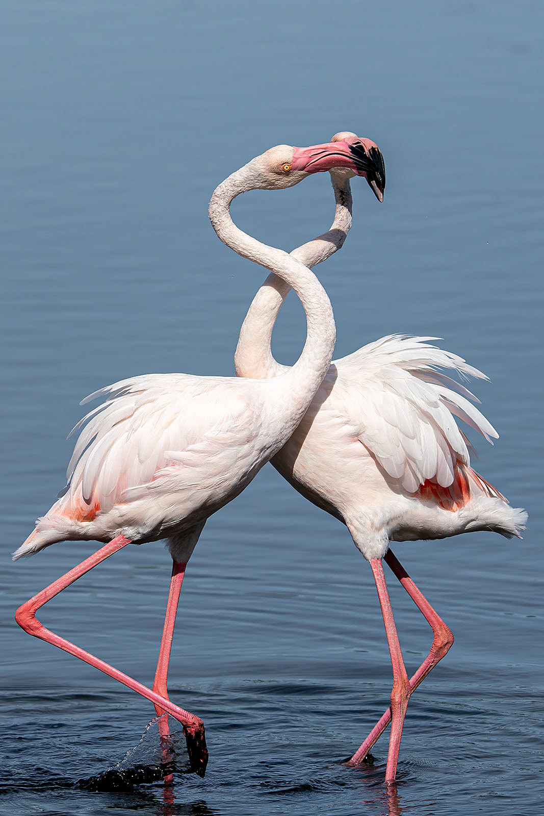 Rosaflamingo