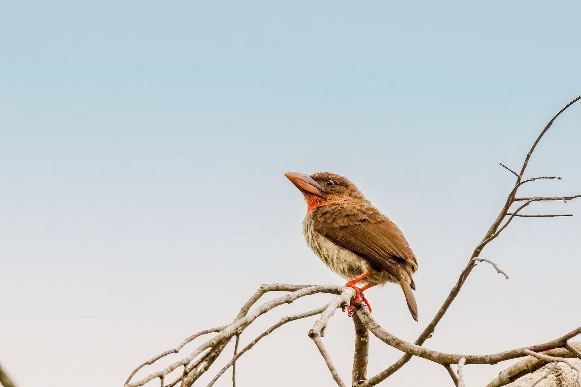 Rostbartvogel