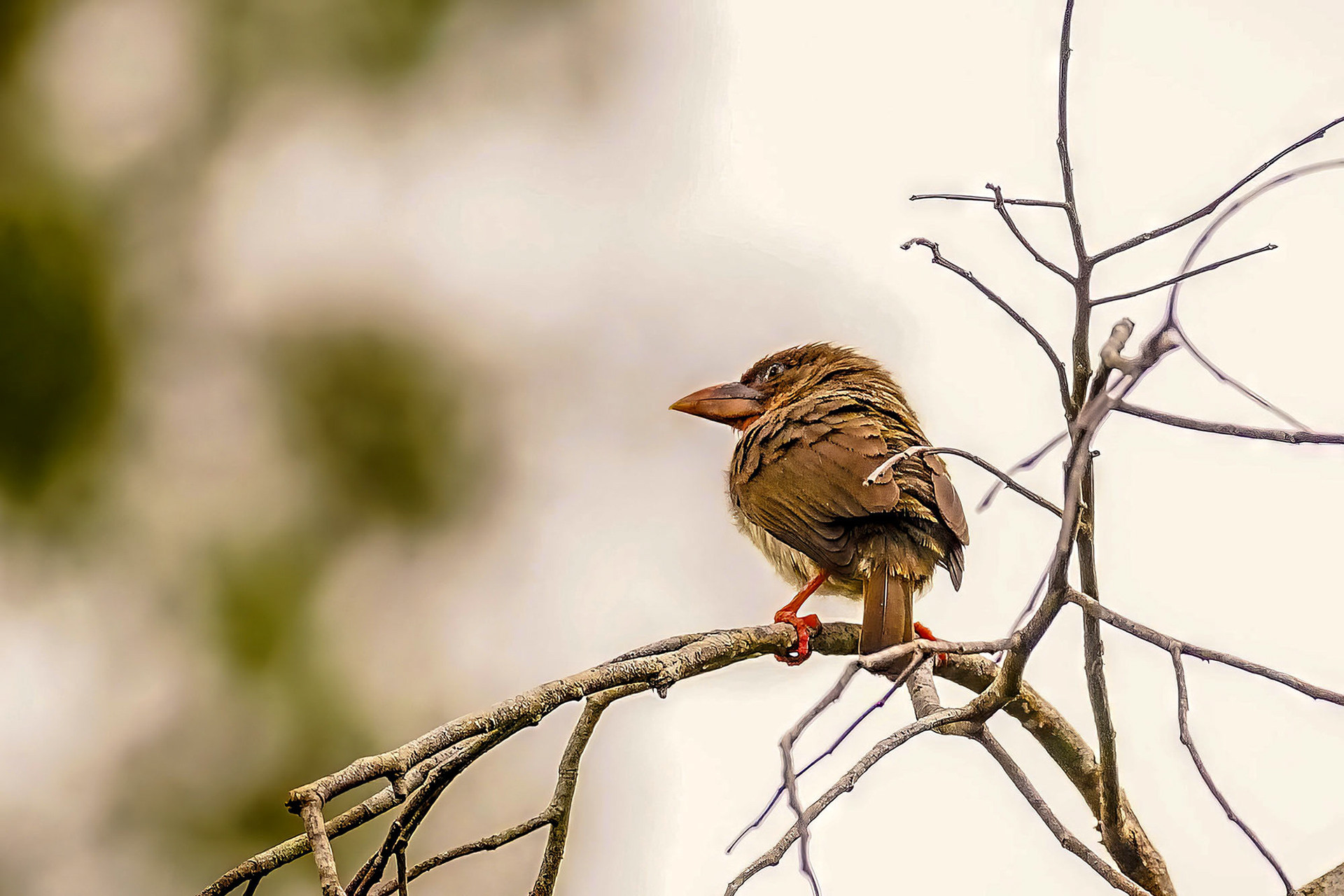 Rostbartvogel