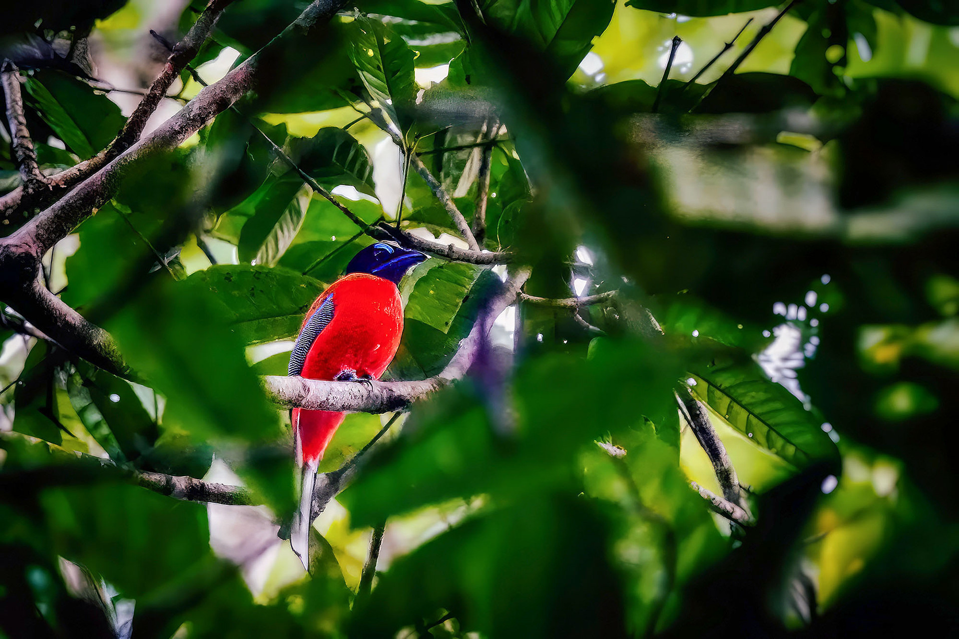 Rotbürzel-Trogon