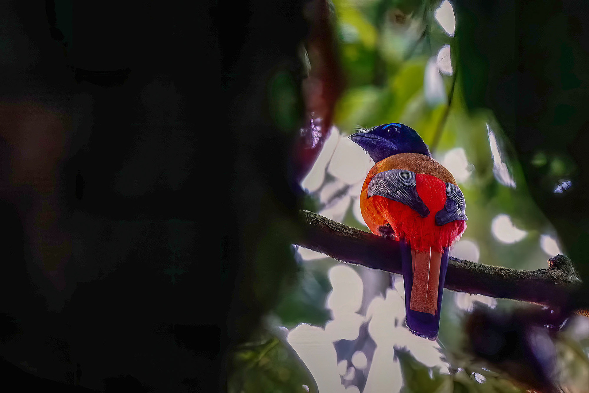Rotbürzel-Trogon