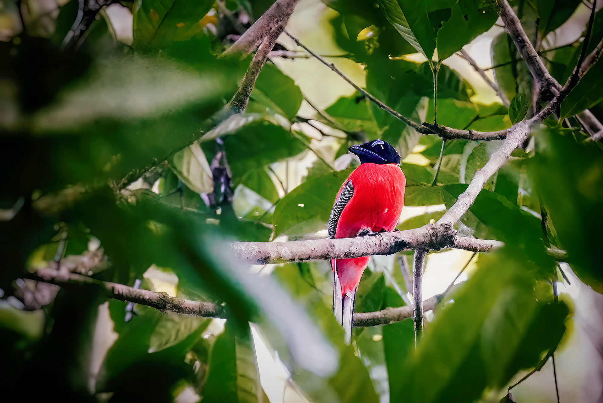 Rotbürzel-Trogon
