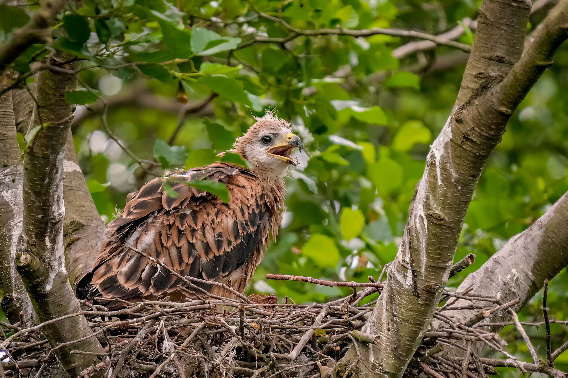 Rotmilan, Nestling