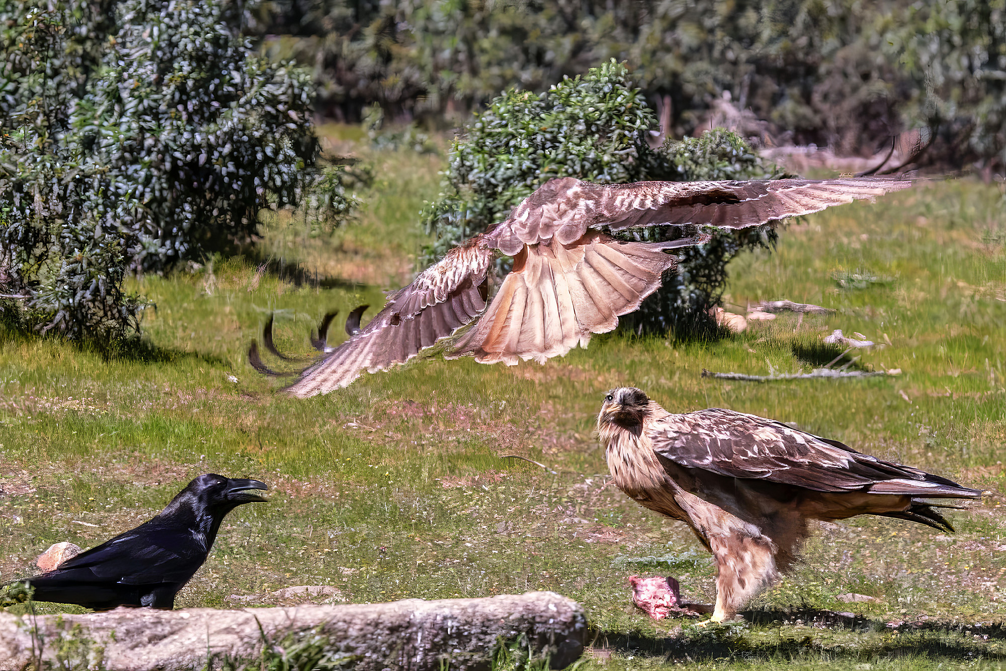 Rotmilan attackiert Iberienadler