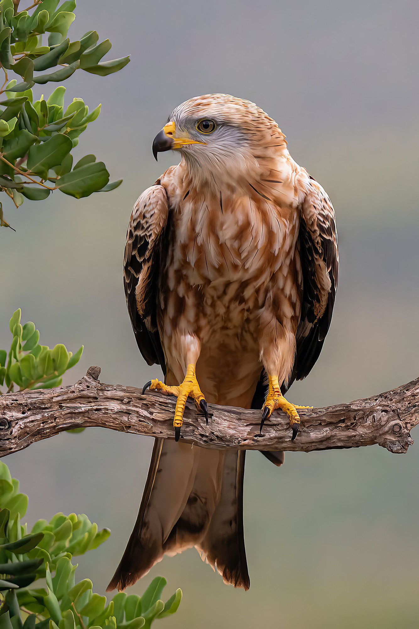 Rotmilan, juvenile
