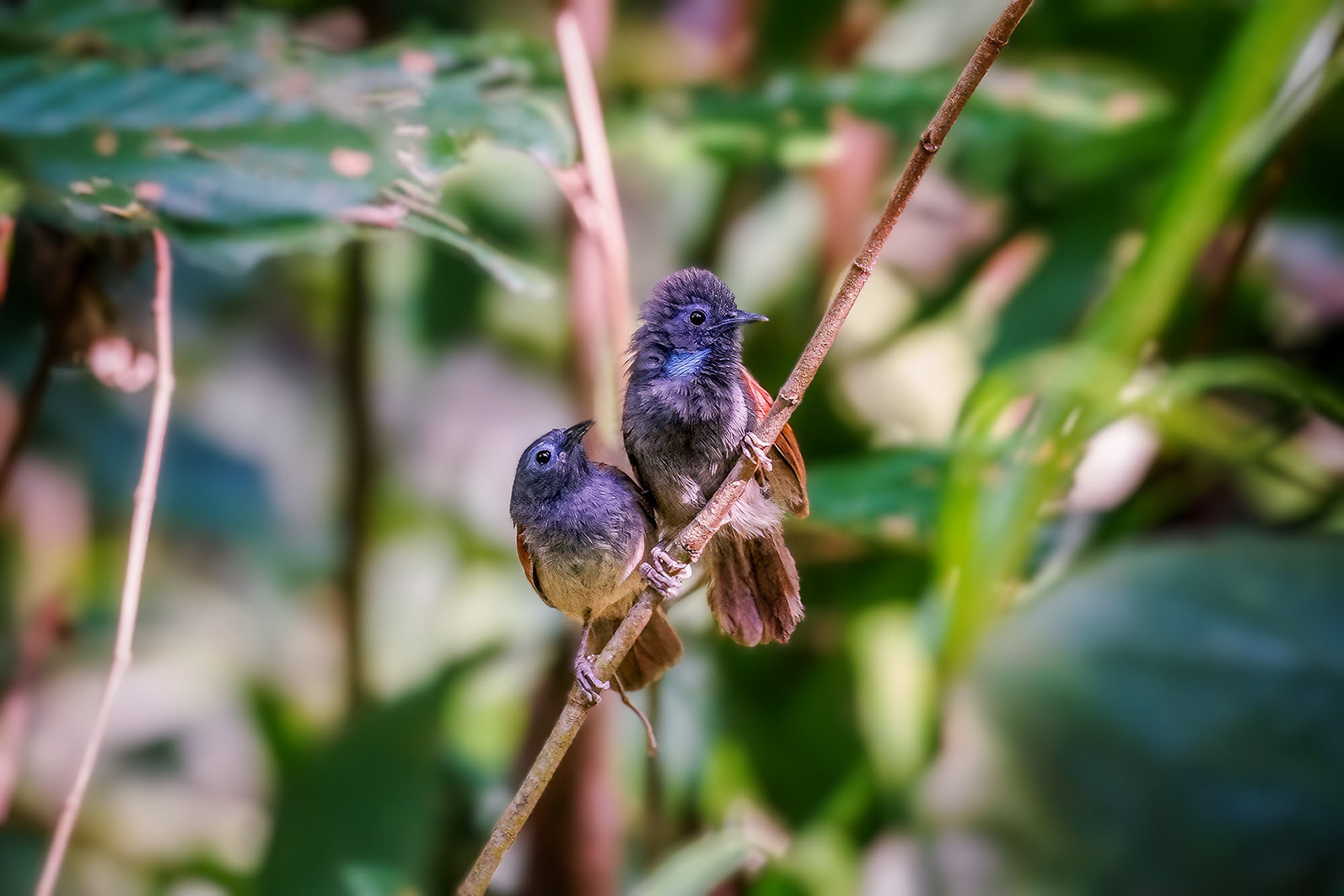 male & female