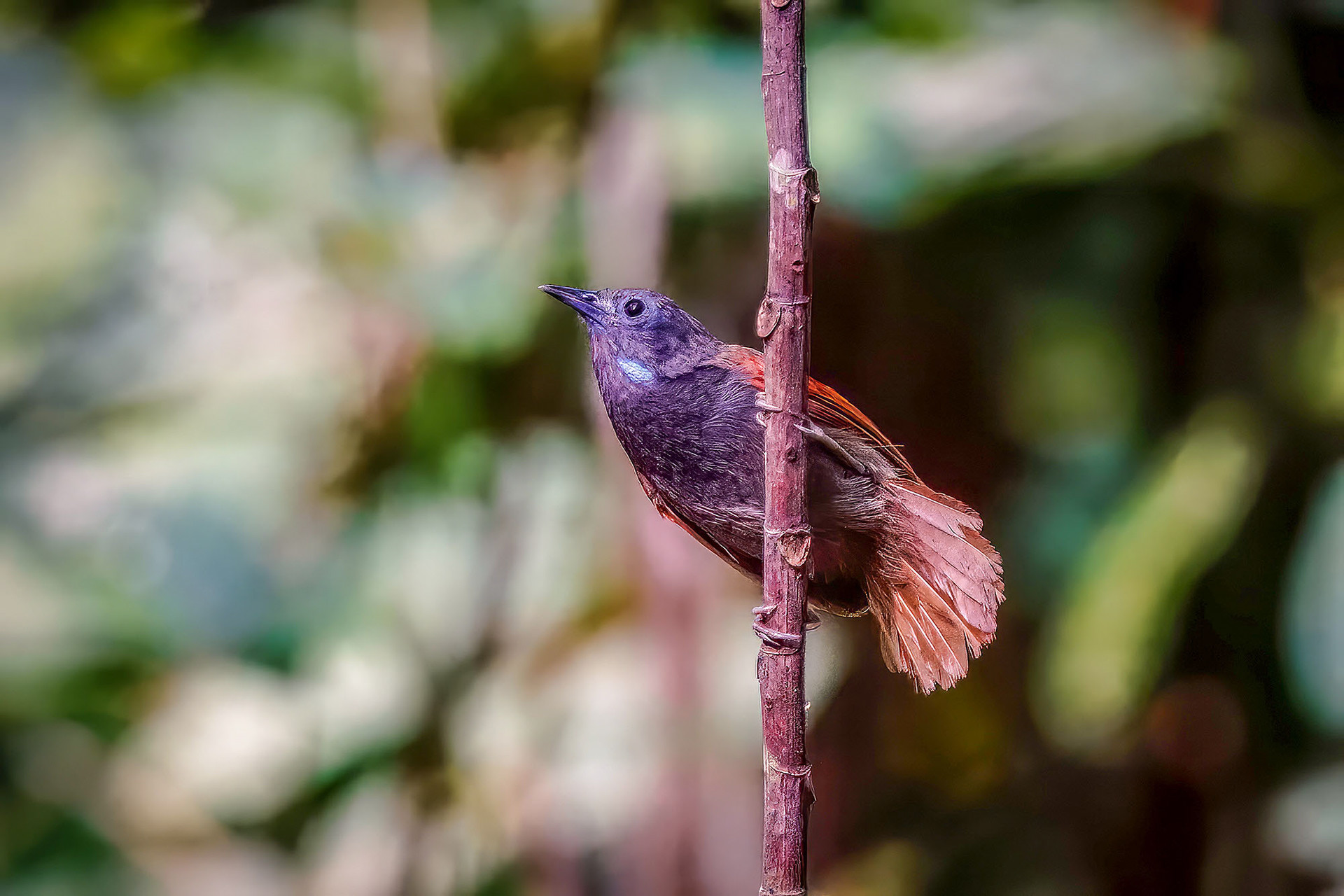 male