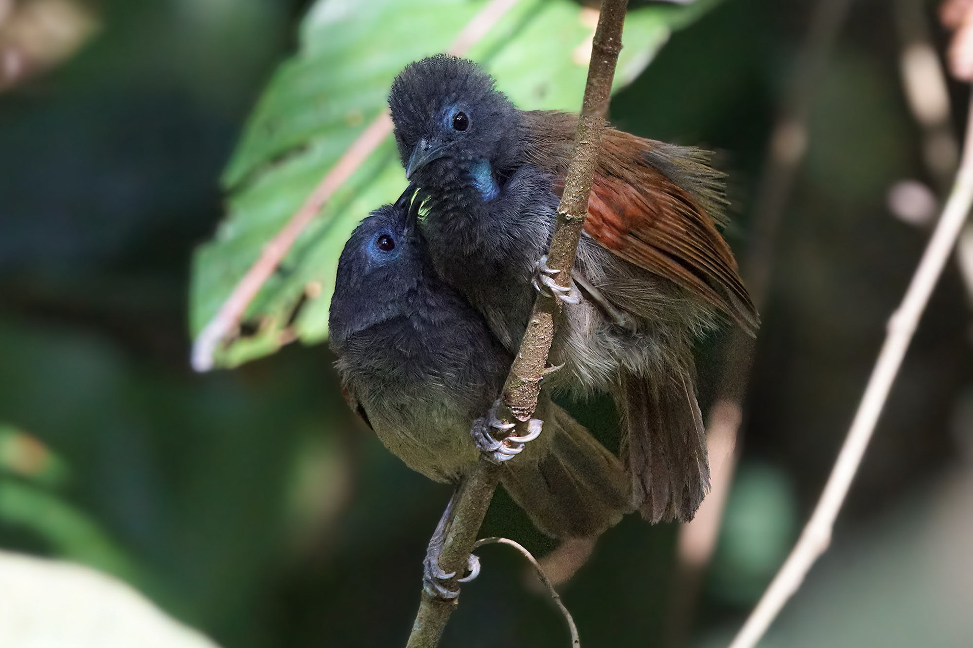 male & female