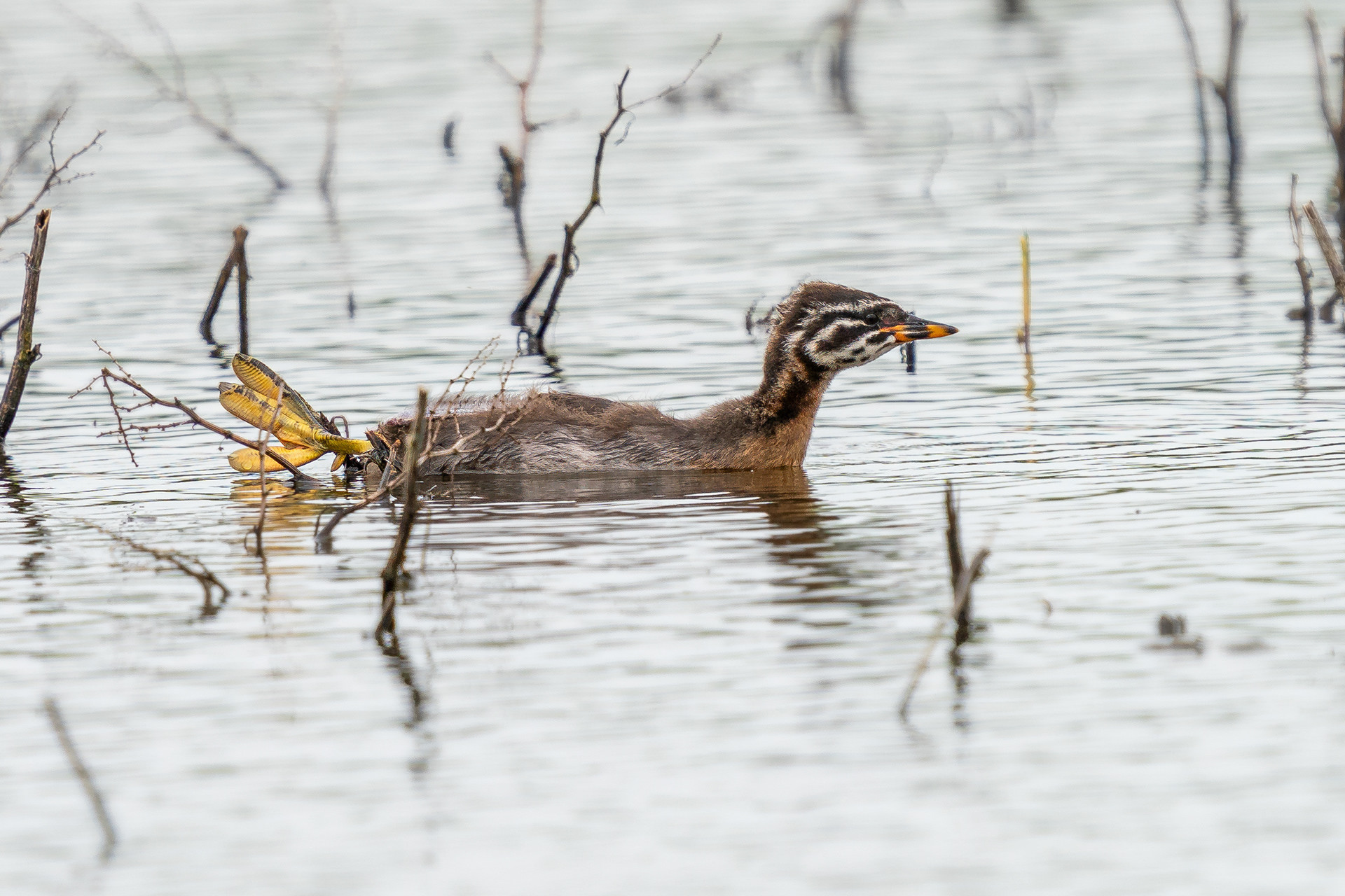 Juvenile