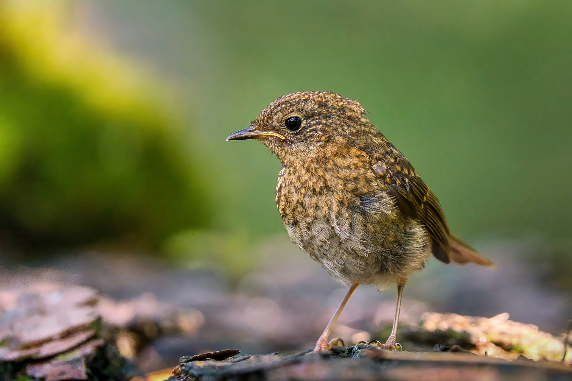 juvenile