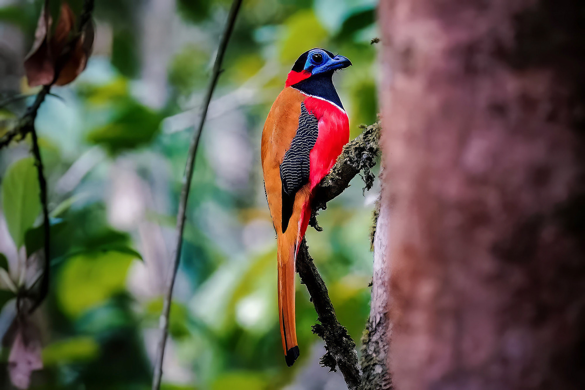 Rotnacken-Trogon