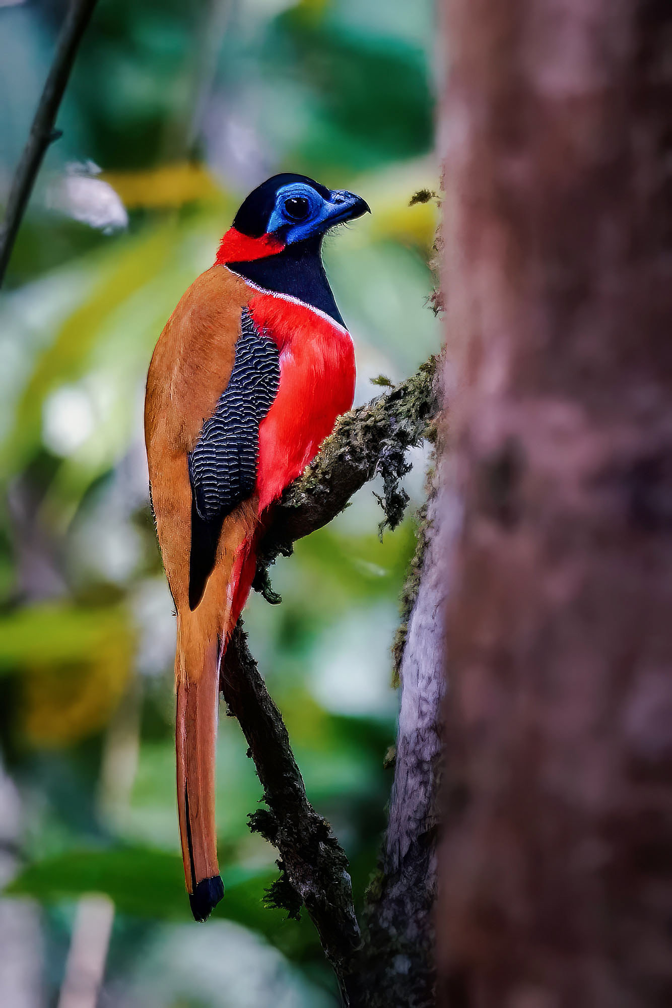 Rotnacken-Trogon