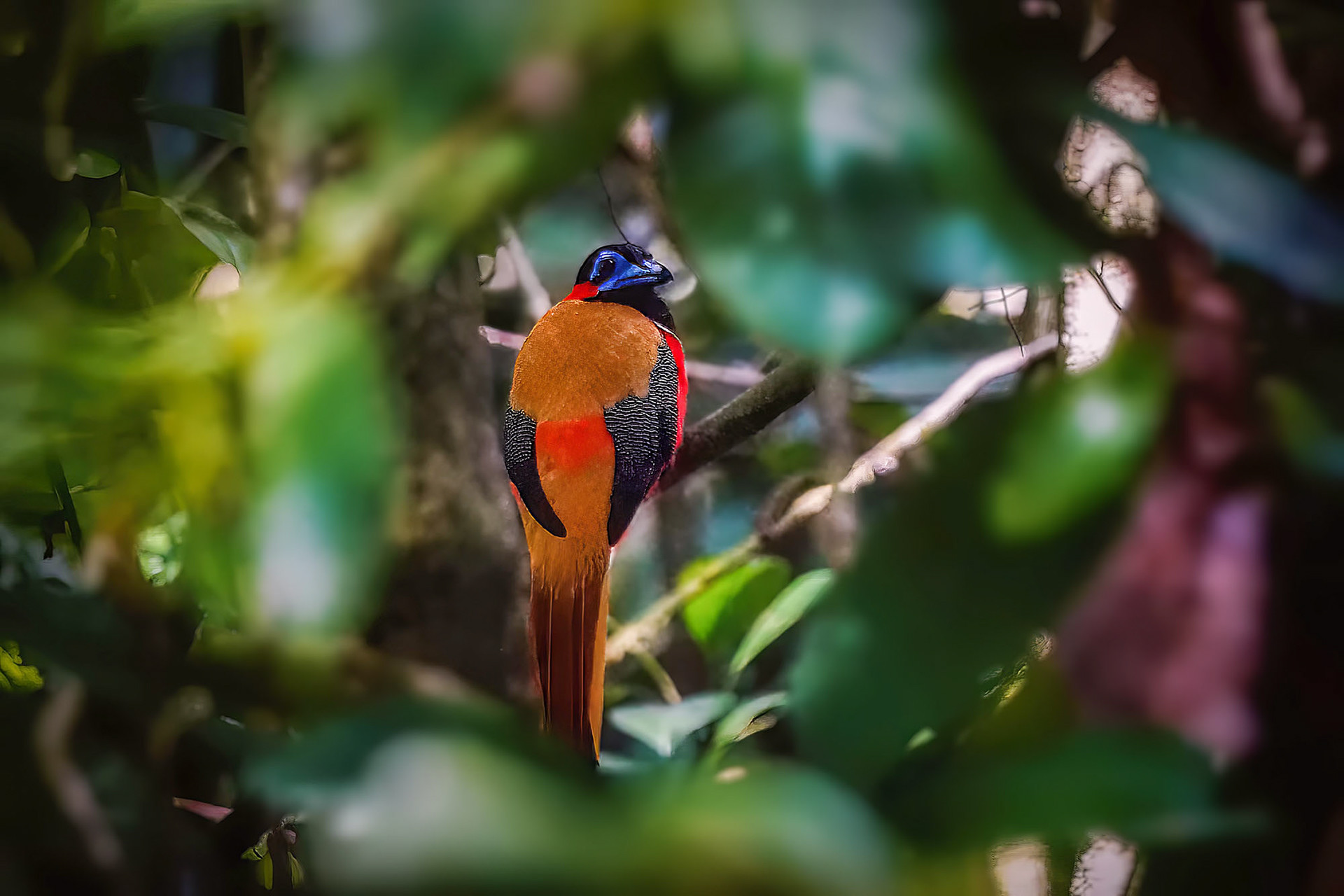 Rotnacken-Trogon
