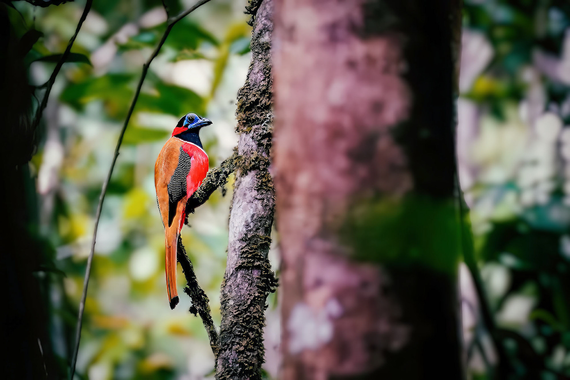 Rotnacken-Trogon