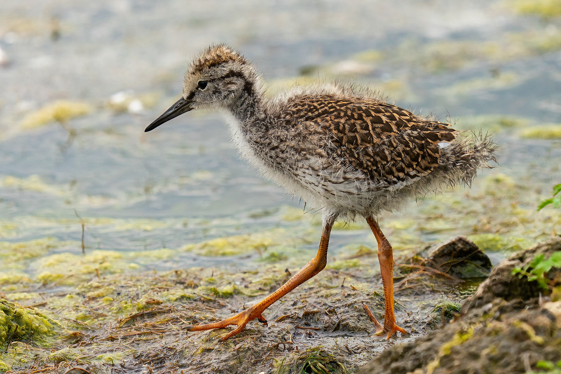 juvenile