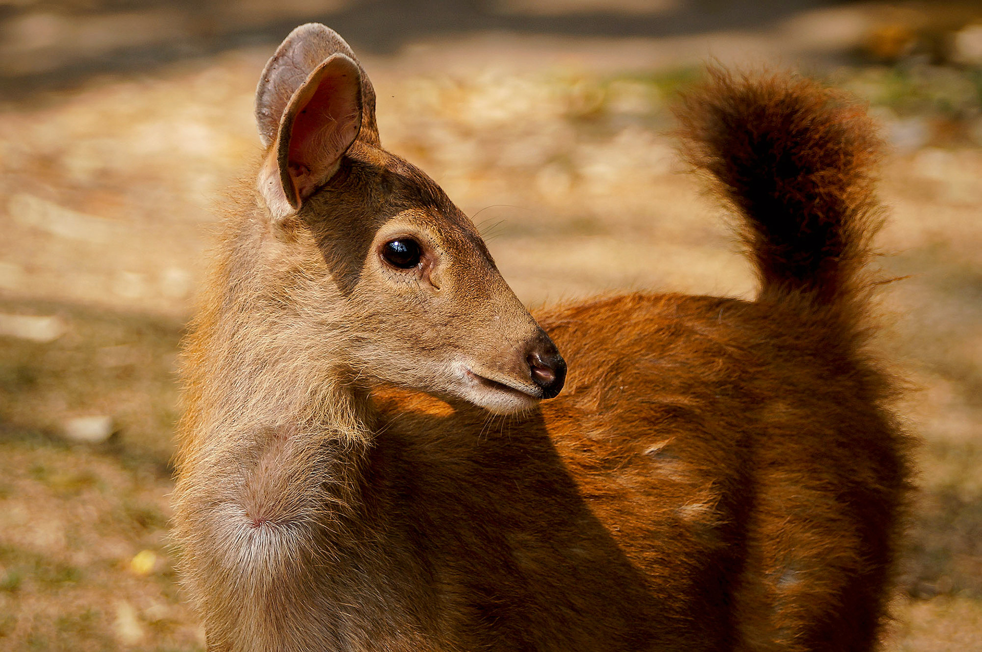 Sambar Jungtier