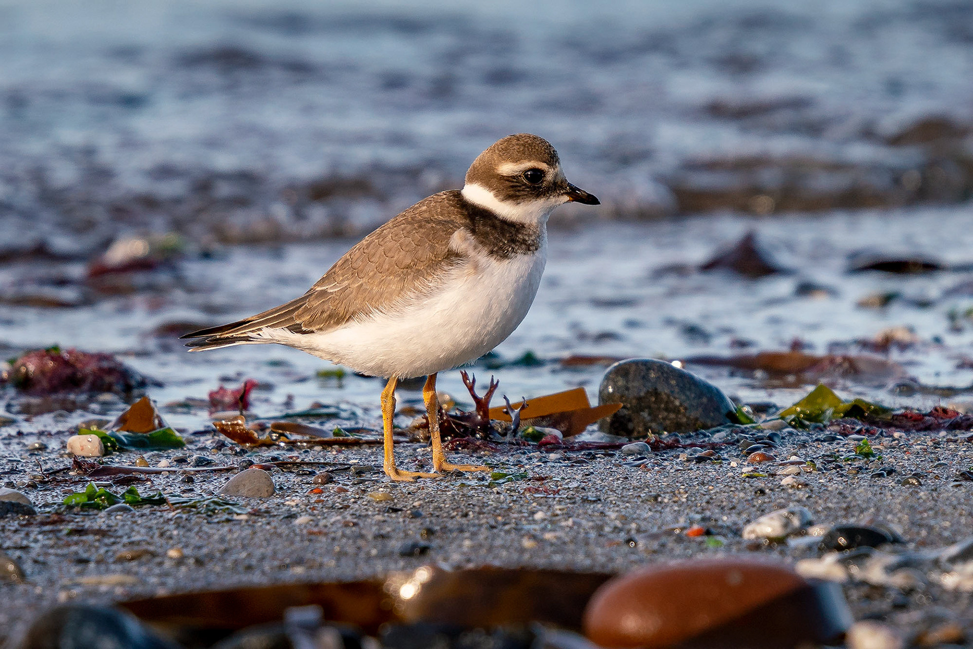 juvenile