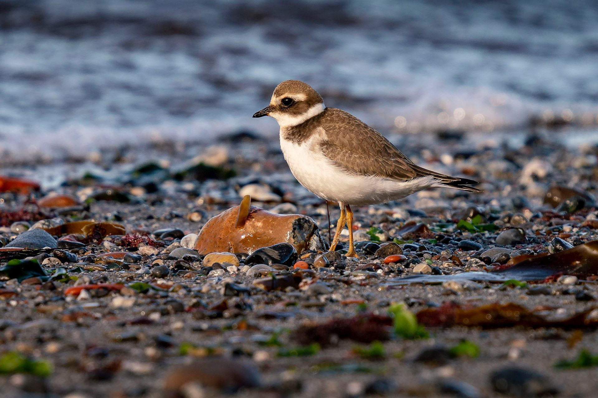 juvenile