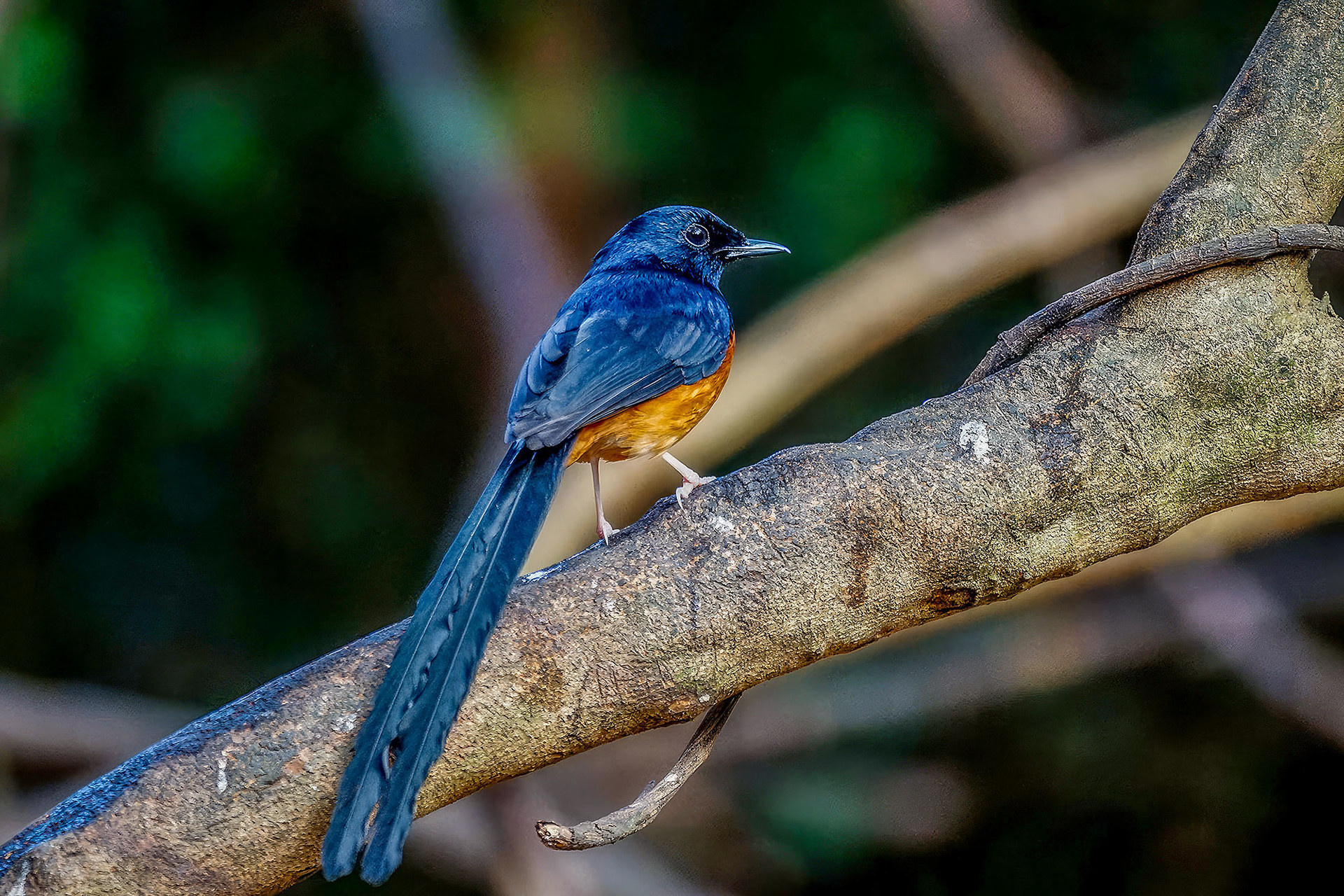 male