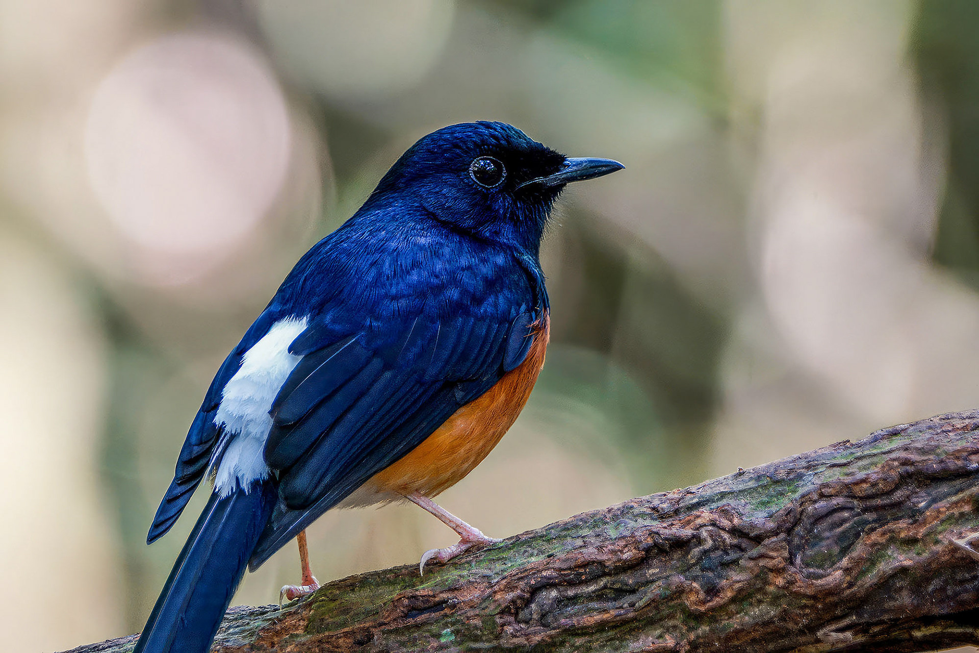 male