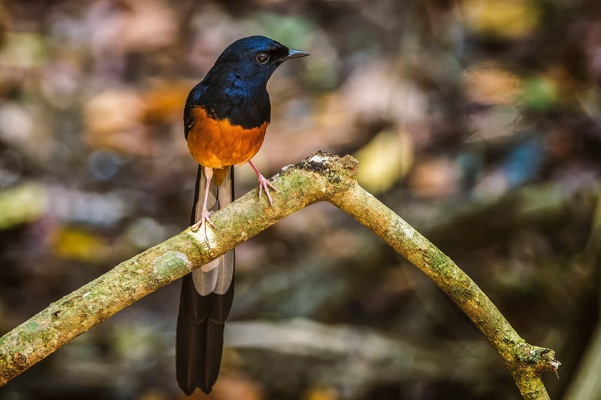 male