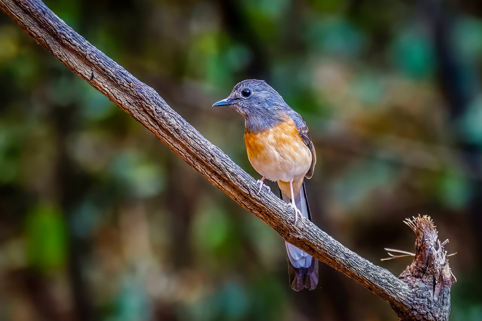 female